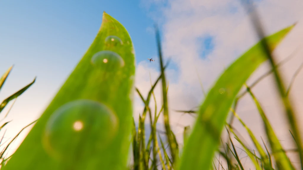 Blades of Grass