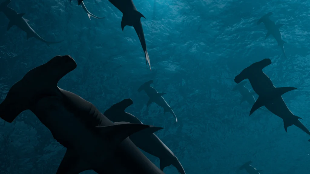 Sharks in da Ocean